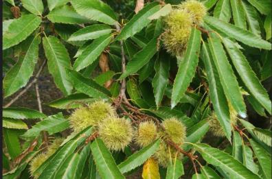 Fa troppo caldo: in Puglia la produzione di castagne è giù del 35%