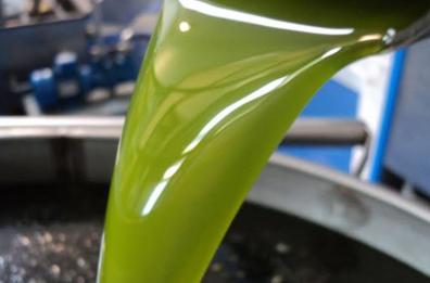 Basilicata, nel 2023 più luci che ombre per l'olivicoltura