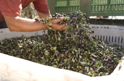 Mattinata, torna FèXtra, la festa dell'olio d'oliva con i Radiodervish e Roy Paci