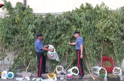 Montescaglioso, a 70 anni trovato con 70kg di piante di marijuana in casa: arrestato