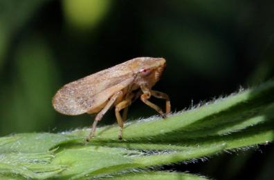 Sputacchina da record: il batterio della Xylella attacca 1.311 tipi di piante