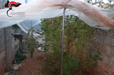 In casa 30 piante di cannabis alte tre metri: 46enne salentino arrestato per spaccio