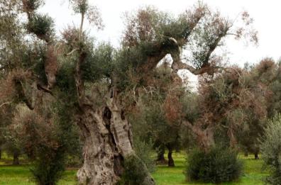 «Io, custode degli ulivi resistenti», la lotta della ricercatrice Saponari tra i campi sperimentali del Salento