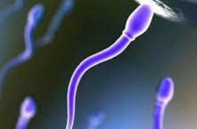 In 20 anni il numero degli spermatozoi nel seme maschile si è dimezzato 