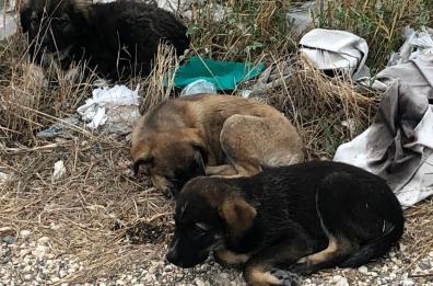 Taranto, cuccioli di neanche due mesi abbandonati per strada: salvati dalla polizia locale