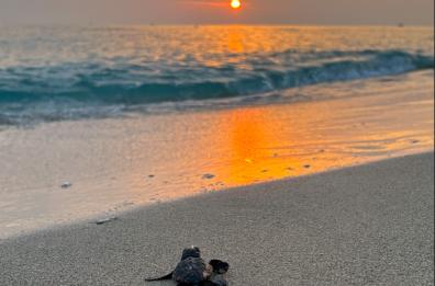 Salento, stagione record per la schiusa delle tartarughe marine Caretta Caretta 
