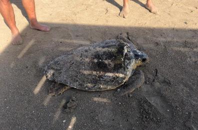 Bari, tartaruga in difficoltà a largo del lido Trampolino: salvata