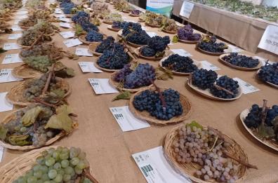 Bari, inaugurata la mostra pomologica: «Frutti antichi nella città vecchia»