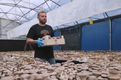 Dai produttori locali all’Europa, nasce una filiera lucana del fungo cardoncello