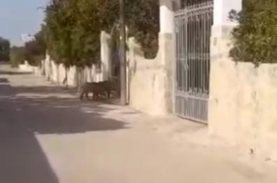 Pilone, due cinghiali in libertà scorrazzano fra le ville: paura nel villaggio. In Basilicata produttori risarciti dopo i danni alle colture