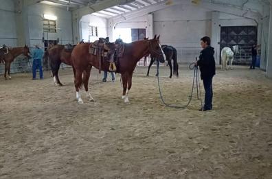 Val d'Agri, nel «Texas lucano» c'è una scuola che insegna a «sussurrare» ai cavalli