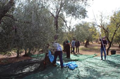 Avrebbero preteso soldi da imprenditori agricoli di Bitonto: in carcere due guardie campestri