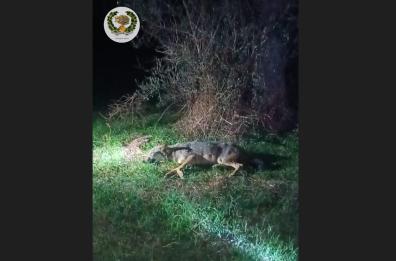 Trepuzzi, lupacchiotta investita e trovata in campagna: salvata da una pattuglia del Nogra
