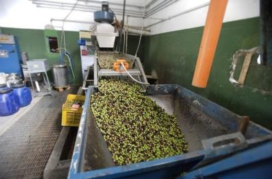 Puglia, nuova vita per 700 frantoi: pubblicato bando da 27 milioni per rinnovarli