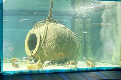 Egnazia, il Museo archeologico nazionale ha un nuovo acquario