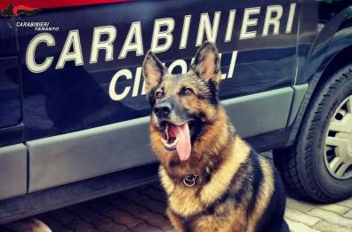 Pulsano, il fiuto del pastore tedesco Quintin incastra un 32enne: in casa hashish e cocaina