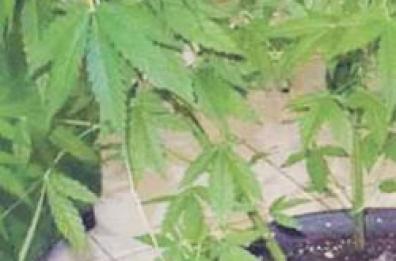 Santeramo, coltiva marijuana per fumarla: «Assolto perché non è uno spacciatore»