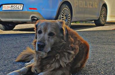Trani, dopo 12 anni è morto Kevin, il cane «adottato» dal Commissariato