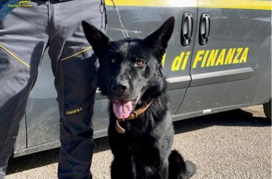Manfredonia, il fiuto di Jim ha fatto sequestrare 150kg di droga