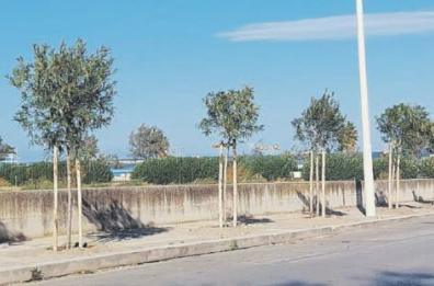 Barletta, piantati 25 oleandri «a compensazione»