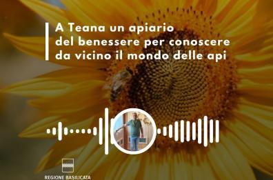Basilicata in podcast: a Teana un apiario del benessere per conoscere da vicino il mondo delle api