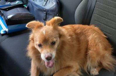 Fra le insidie estive a cui è esposto Fido, ecco i «forasacchi»: attenti, sono una maledizione