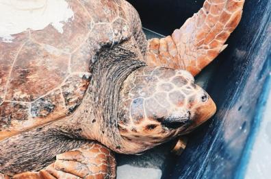 Mola di Bari, tornano in mare alcuni esemplari di Caretta Caretta