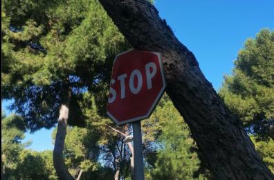 Barletta, «Quell’albero adagiato sullo Stop un pericolo per tutti»