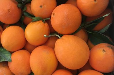 Puglia, preoccupazione per le arance importate dall'estero: contaminate dalla «macchia nera»