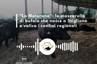 Basilicata in Podcast, Golisciano: la mia mozzarella di bufala 100% lucana Basilicata in Podcast, Golisciano: la mia mozzarella di bufala 100% lucana