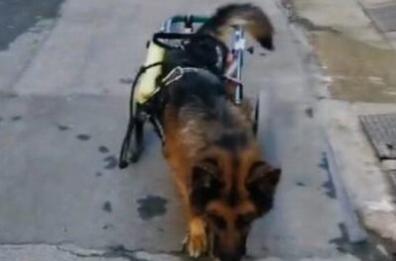Addio a Mork: muore il cane del carrellino rubato a Bari