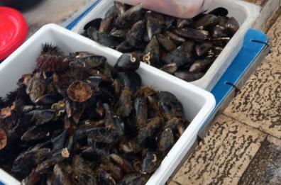 Bari, vendita abusiva di pesce sul molo San Nicola: scatta il sequestro