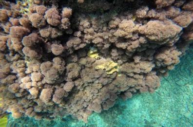 Distruggevano la costa per pescare i datteri di mare: 2 arresti a Taranto