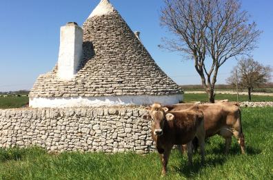 Stalle aperte in Puglia: visite guidate nelle aziende, tra animali al pascolo e prodotti