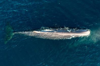 Avvistati tre capodogli nel Golfo di Taranto