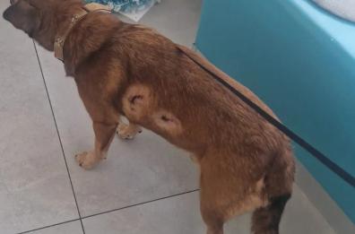 Taviano, baby gang lancia petardi sul cane di quartiere: «Che razza di genitore permette questo?»