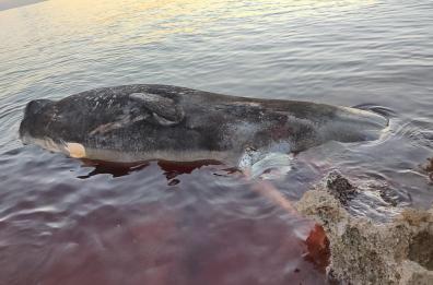 Taranto, capodoglio spiaggiato nella baia d'argento di Leporano