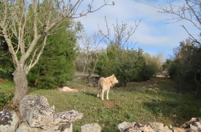 Ostuni, Pastore maremmano ferito in contrada Salinola: salvato da un altro cane