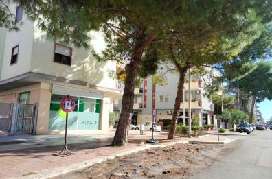 Verde pubblico a Trani, arriva il via libera agli abbattimenti dei pini