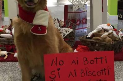 Lecce, appello degli ambientalisti: «Punire chi non rispetta lo stop ai botti di Capodanno»