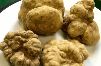 In Basilicata raccolta del tartufo bianco fino al 15 gennaio
