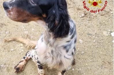 Lecce, cucciolo di Setter Irlandese cade in un pozzo: salvato dai vigili del fuoco