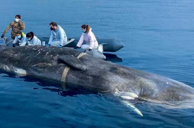 Nel golfo di Taranto inabissato il capodoglio spiaggiato il 27 dicembre 