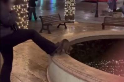 Alberobello, uccise un gatto a calci gettandolo in una fontana, identificata e denunciata 16enne. Il legale della minore: «Stop a odio sui social»