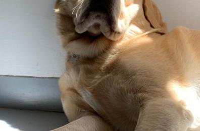 Da Lecce la storia di Buddy, il labrador amante del sushi