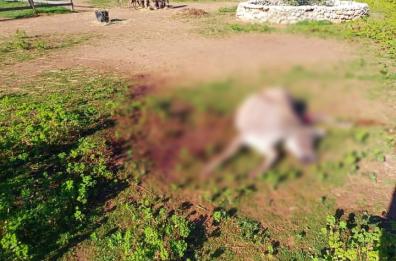 Tricase, branco di cani aggredisce mandria di asini: uccisa la mamma