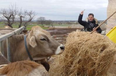 Putignano, ecco la benedizione di mucche, pony e pecore per S. Antonio