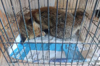 Galatone, volpe ferita nel piazzale del cimitero con zampetta fratturata: soccorsa