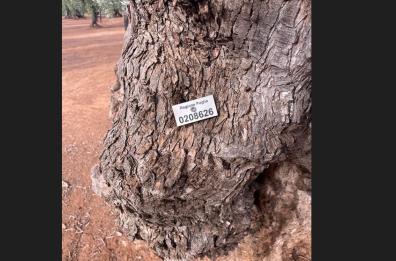 «App Ulìa», in Puglia via alla sperimentazione per tracciare olio Evo di ulivi secolari