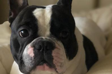 Ecco l'artista Monet: il bulldog francese di Monopoli 